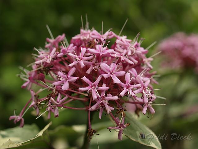 Clerodendrum bungei.JPG
